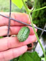 Cucamelon - ''Mexican Sour Gherkin'' - Image 3