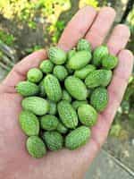 Cucamelon - ''Mexican Sour Gherkin'' - Image 4