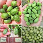 Cucamelon - ''Mexican Sour Gherkin''