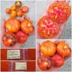 Ντομάτα ''Siberian Rainbow''