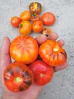 Ντομάτα ''Siberian Rainbow'' - Image 2