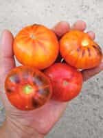 Ντομάτα ''Siberian Rainbow'' - Image 3