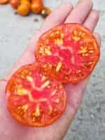 Ντομάτα ''Siberian Rainbow'' - Image 5