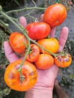 Ντομάτα ''Siberian Rainbow'' - Image 6