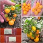 Ντοματίνι Πορτοκαλί Νανάκι ''Orange Venus Cherry''