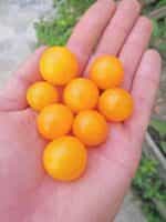 Ντοματίνι Πορτοκαλί Νανάκι ''Orange Venus Cherry'' - Image 2