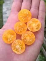 Ντοματίνι Πορτοκαλί Νανάκι ''Orange Venus Cherry'' - Image 3