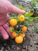 Ντοματίνι Πορτοκαλί Νανάκι ''Orange Venus Cherry'' - Image 4