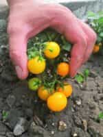 Ντοματίνι Πορτοκαλί Νανάκι ''Orange Venus Cherry'' - Image 5