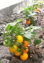 Ντοματίνι Πορτοκαλί Νανάκι ''Orange Venus Cherry'' - Image 6