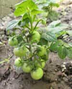 Ντοματίνι Πορτοκαλί Νανάκι ''Orange Venus Cherry'' - Image 7