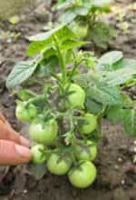 Ντοματίνι Πορτοκαλί Νανάκι ''Orange Venus Cherry'' - Image 8