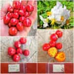 Ντομάτα ''Λίτσι''