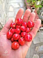 Ντομάτα ''Λίτσι'' - Image 2