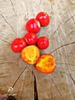 Ντομάτα ''Λίτσι'' - Image 3