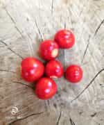 Ντομάτα ''Λίτσι'' - Image 4