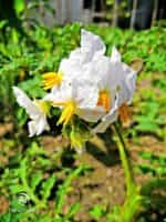 Ντομάτα ''Λίτσι'' - Image 5