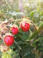 Ντομάτα ''Λίτσι'' - Image 6