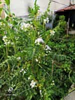 Ντομάτα ''Λίτσι'' - Image 7