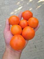 Ντομάτα ''Zlatava'' - Image 2