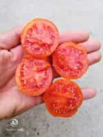 Ντομάτα ''Zlatava'' - Image 3