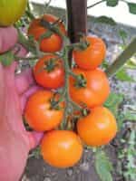 Ντομάτα ''Zlatava'' - Image 4