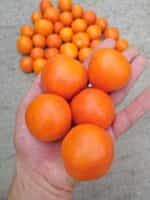 Ντομάτα ''Zlatava'' - Image 5