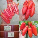 Ντομάτα ''Hohloma''