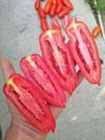 Ντομάτα ''Hohloma'' - Image 2