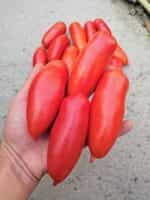 Ντομάτα ''Hohloma'' - Image 3