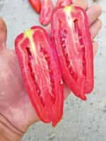 Ντομάτα ''Hohloma'' - Image 4