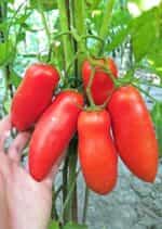 Ντομάτα ''Hohloma'' - Image 5