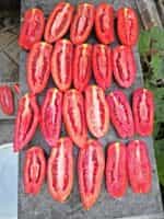 Ντομάτα ''Hohloma'' - Image 6