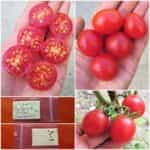 Ντοματίνι Βελανίδι ''Sweet Cranberry''