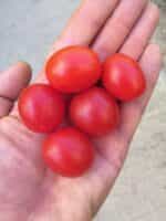 Ντοματίνι Βελανίδι ''Sweet Cranberry'' - Image 2