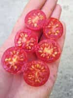 Ντοματίνι Βελανίδι ''Sweet Cranberry'' - Image 3