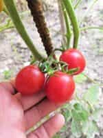 Ντοματίνι Βελανίδι ''Sweet Cranberry'' - Image 4