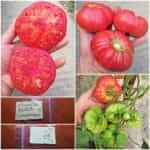 Ντομάτα Αμπέλι Ουκρανίας ''Ukrainian Vining''