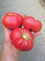 Ντομάτα Αμπέλι Ουκρανίας ''Ukrainian Vining'' - Image 2