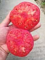 Ντομάτα Αμπέλι Ουκρανίας ''Ukrainian Vining'' - Image 3