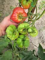 Ντομάτα Αμπέλι Ουκρανίας ''Ukrainian Vining'' - Image 4