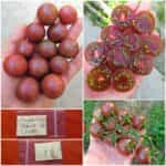 Μαύρο Ντοματίνι ''Black Cherry''