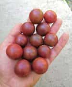 Μαύρο Ντοματίνι ''Black Cherry'' - Image 2