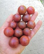 Ντοματίνι ''Black Cherry'' Μαύρο Παραδοσιακό - Image 2