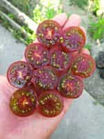 Μαύρο Ντοματίνι ''Black Cherry'' - Image 3