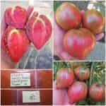 Ντομάτα ''Rebel Starfighter Prime''