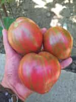 Ντομάτα ''Rebel Starfighter Prime'' - Image 2