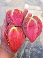 Ντομάτα ''Rebel Starfighter Prime'' - Image 3