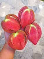 Ντομάτα ''Rebel Starfighter Prime'' - Image 4