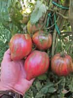 Ντομάτα ''Rebel Starfighter Prime'' - Image 5